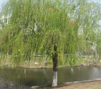 杨柳