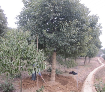 香樟树